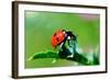 Ladybug-gorielov-Framed Photographic Print