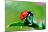 Ladybug-gorielov-Mounted Photographic Print