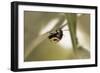 Ladybug-Gordon Semmens-Framed Photographic Print