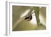 Ladybug-Gordon Semmens-Framed Photographic Print