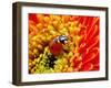 Ladybug-irin-k-Framed Photographic Print