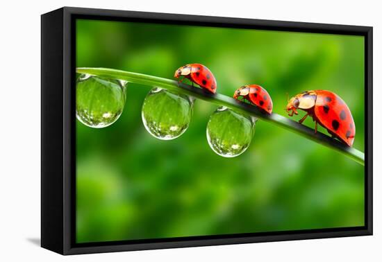 Ladybugs Family On A Dewy Grass. Close Up With Shallow Dof-Kletr-Framed Stretched Canvas
