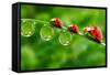 Ladybugs Family On A Dewy Grass. Close Up With Shallow Dof-Kletr-Framed Stretched Canvas