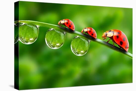 Ladybugs Family On A Dewy Grass. Close Up With Shallow Dof-Kletr-Stretched Canvas