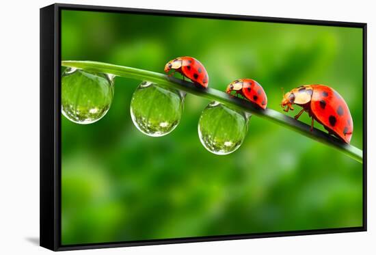 Ladybugs Family On A Dewy Grass. Close Up With Shallow Dof-Kletr-Framed Stretched Canvas