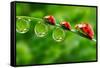 Ladybugs Family On A Dewy Grass. Close Up With Shallow Dof-Kletr-Framed Stretched Canvas