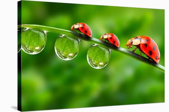 Ladybugs Family On A Dewy Grass. Close Up With Shallow Dof-Kletr-Stretched Canvas