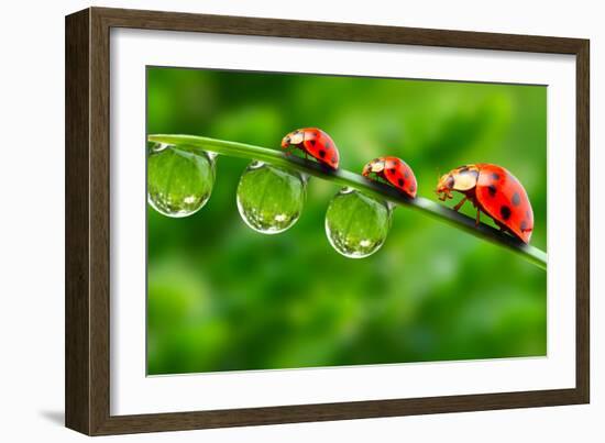 Ladybugs Family On A Dewy Grass. Close Up With Shallow Dof-Kletr-Framed Photographic Print