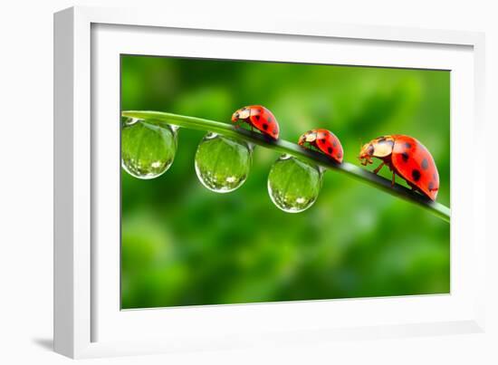 Ladybugs Family On A Dewy Grass. Close Up With Shallow Dof-Kletr-Framed Photographic Print