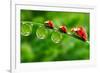 Ladybugs Family On A Dewy Grass. Close Up With Shallow Dof-Kletr-Framed Photographic Print
