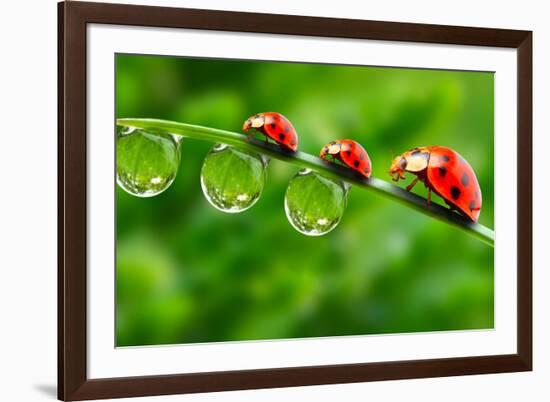 Ladybugs Family On A Dewy Grass. Close Up With Shallow Dof-Kletr-Framed Photographic Print