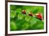 Ladybugs Family On A Dewy Grass. Close Up With Shallow Dof-Kletr-Framed Photographic Print