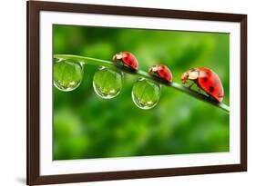 Ladybugs Family On A Dewy Grass. Close Up With Shallow Dof-Kletr-Framed Photographic Print