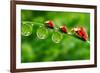 Ladybugs Family On A Dewy Grass. Close Up With Shallow Dof-Kletr-Framed Photographic Print