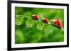 Ladybugs Family On A Dewy Grass. Close Up With Shallow Dof-Kletr-Framed Photographic Print