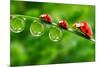 Ladybugs Family On A Dewy Grass. Close Up With Shallow Dof-Kletr-Mounted Photographic Print