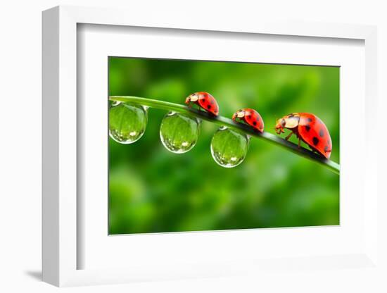 Ladybugs Family On A Dewy Grass. Close Up With Shallow Dof-Kletr-Framed Photographic Print