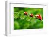 Ladybugs Family On A Dewy Grass. Close Up With Shallow Dof-Kletr-Framed Photographic Print