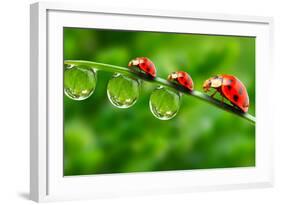 Ladybugs Family On A Dewy Grass. Close Up With Shallow Dof-Kletr-Framed Photographic Print