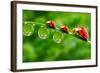 Ladybugs Family On A Dewy Grass. Close Up With Shallow Dof-Kletr-Framed Photographic Print