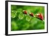 Ladybugs Family On A Dewy Grass. Close Up With Shallow Dof-Kletr-Framed Photographic Print