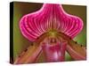 Ladyslipper Orchid-Adam Jones-Stretched Canvas