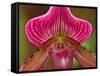 Ladyslipper Orchid-Adam Jones-Framed Stretched Canvas