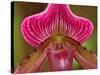 Ladyslipper Orchid-Adam Jones-Stretched Canvas