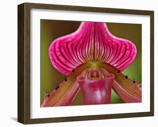 Ladyslipper Orchid-Adam Jones-Framed Premium Photographic Print