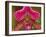 Ladyslipper Orchid-Adam Jones-Framed Premium Photographic Print