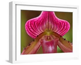Ladyslipper Orchid-Adam Jones-Framed Premium Photographic Print