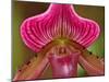 Ladyslipper Orchid-Adam Jones-Mounted Premium Photographic Print
