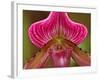 Ladyslipper Orchid-Adam Jones-Framed Photographic Print