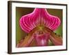 Ladyslipper Orchid-Adam Jones-Framed Photographic Print