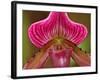 Ladyslipper Orchid-Adam Jones-Framed Photographic Print