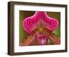 Ladyslipper Orchid-Adam Jones-Framed Photographic Print