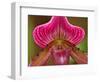 Ladyslipper Orchid-Adam Jones-Framed Photographic Print