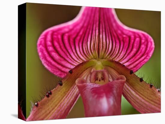 Ladyslipper Orchid-Adam Jones-Stretched Canvas