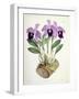 Laelia Dayana, C.1882-1897-Walter Hood Fitch-Framed Giclee Print