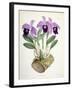 Laelia Dayana, C.1882-1897-Walter Hood Fitch-Framed Giclee Print