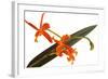 Laelia Harpophylla-Fabio Petroni-Framed Photographic Print