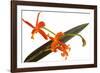 Laelia Harpophylla-Fabio Petroni-Framed Photographic Print