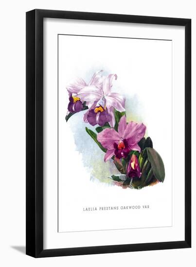 Laelia Prestans Oakwood Var-H.g. Moon-Framed Art Print