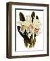 Laelia Schroederi-John Nugent Fitch-Framed Giclee Print