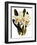 Laelia Schroederi-John Nugent Fitch-Framed Giclee Print