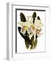 Laelia Schroederi-John Nugent Fitch-Framed Giclee Print