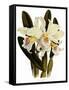 Laelia Schroederi-John Nugent Fitch-Framed Stretched Canvas