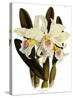 Laelia Schroederi-John Nugent Fitch-Stretched Canvas