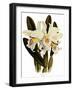 Laelia Schroederi-John Nugent Fitch-Framed Giclee Print