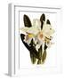 Laelia Schroederi-John Nugent Fitch-Framed Giclee Print